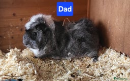 Guinea Pig rodents for sale: 5 Beautiful Baby Guinea pigs for sale  - Image 11