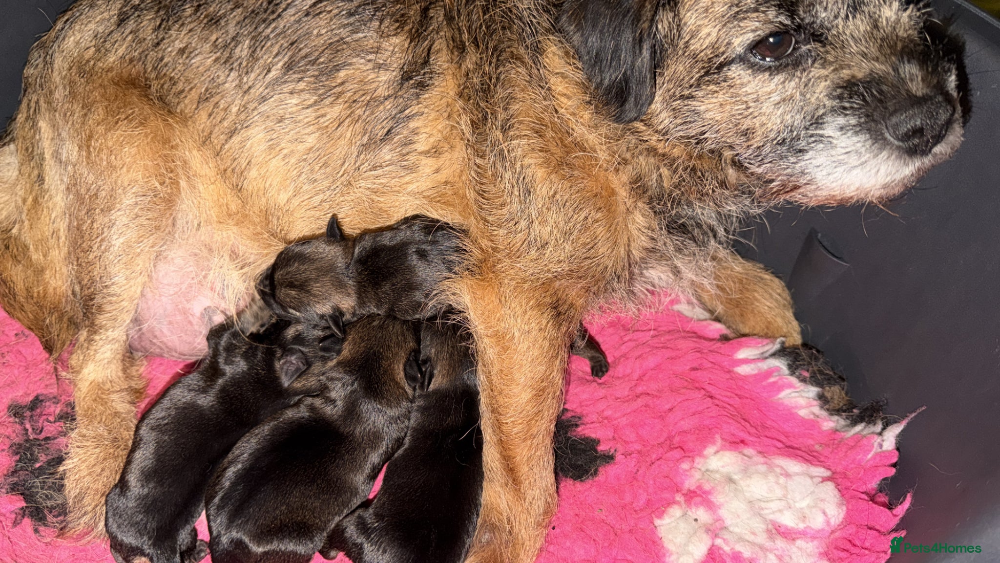 Border Terrier dogs Superb show quality slem free Border Terrier pups - Advert 7