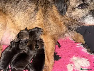 Border Terrier dogs Superb show quality slem free Border Terrier pups - Advert 7