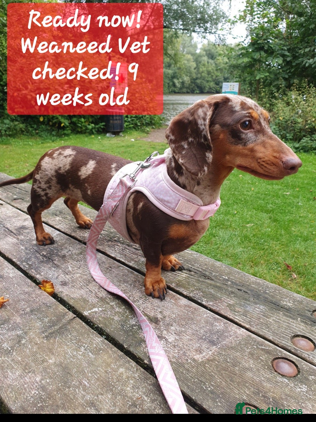 Miniature Dachshund dogs 🐾​Elite Silver Dapple KC (2.2% COI) READY NOW🐾 - Advert 10
