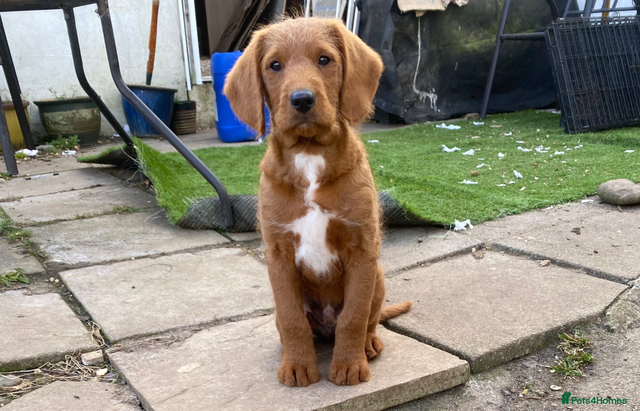 Mixed Breed dogs Labradoodle F1 Fox Red/ Australian Labradoodle  - Advert 1
