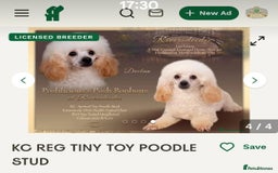 Cockapoo dogs for sale: Champagne and white toy sized male cockapoo  - Image 6