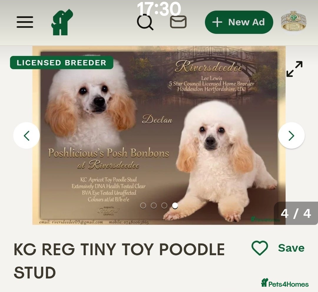 Cockapoo dogs for sale: Champagne and white toy sized male cockapoo  - Image 6