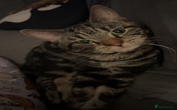 Mixed Breed cats for sale: 5 gorgeous kittens - Image 16