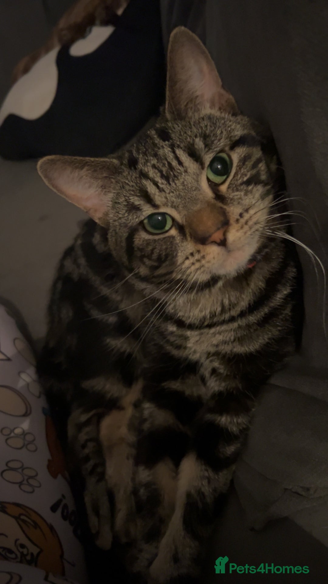 Mixed Breed cats for sale: 5 gorgeous kittens - Image 16