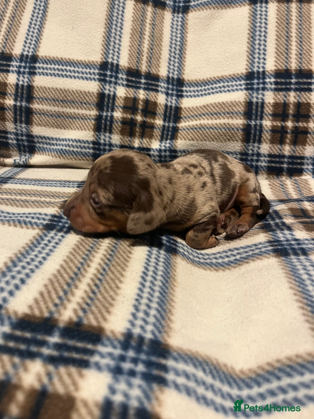 Miniature Dachshund dogs for sale:  Miniature Daschunds . Ready 23rd/24th December  - Advert 6
