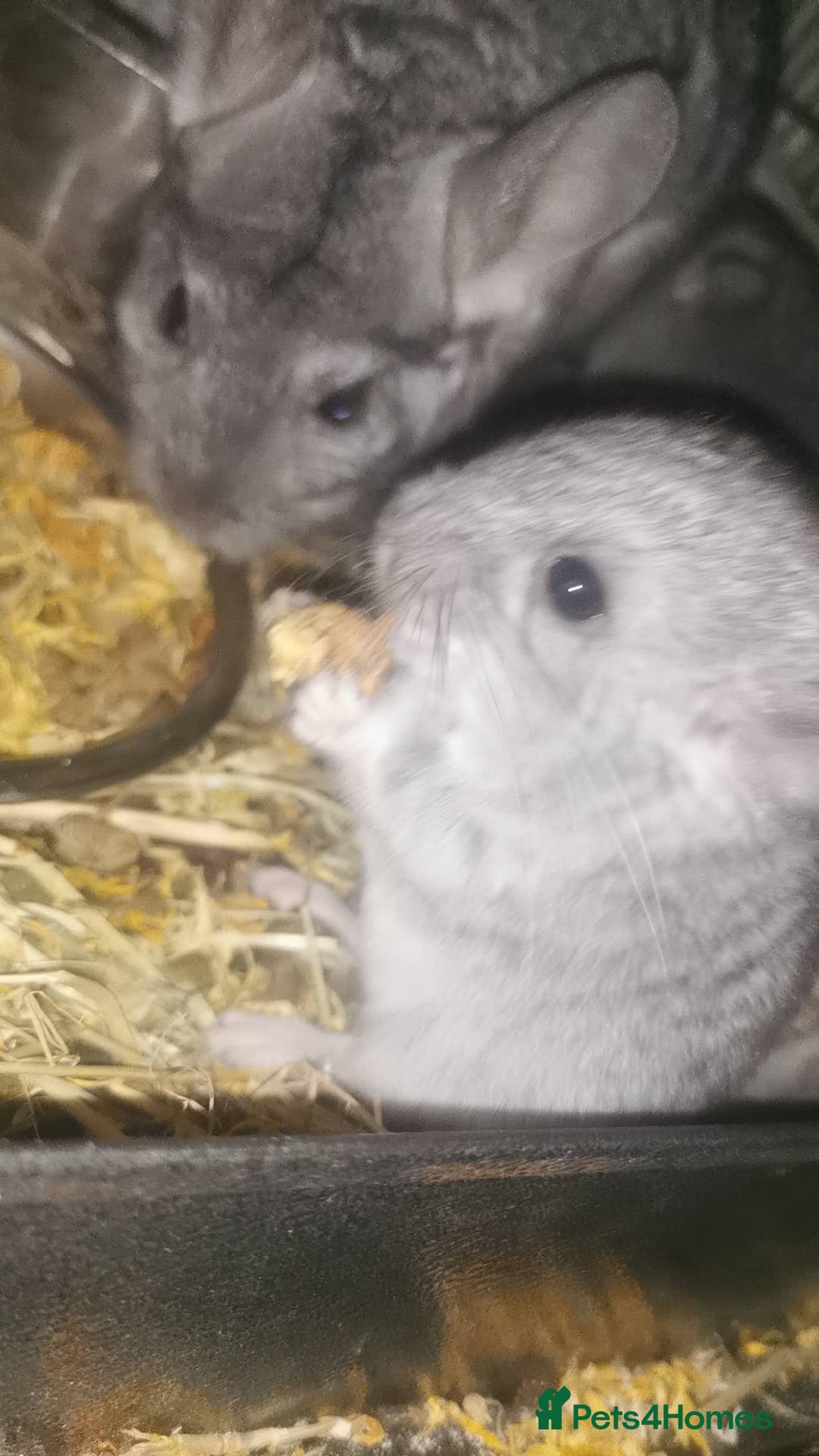 Chinchilla rodents This listing has been SOLD - Advert 1