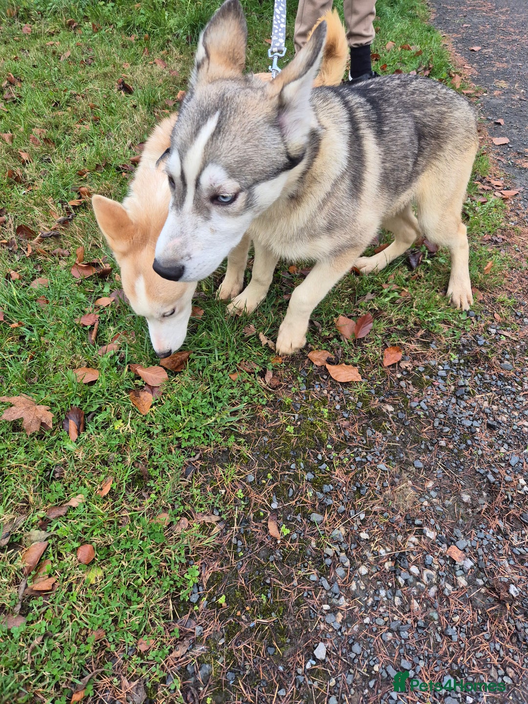 Siberian Husky dogs for sale: Beautiful Husky Looking for Their Forever Homes - Advert 8