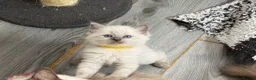 Ragdoll cats for sale: Stunning bluepoint ragdoll kittens  - Advert 10