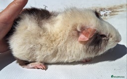Guinea Pig rodents for sale: Beautiful Guinea Pigs For Sale (as the pair) in Nuneaton - Image 5