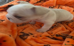 French Bulldog dogs for sale:  French bulldogs  - Advert 12