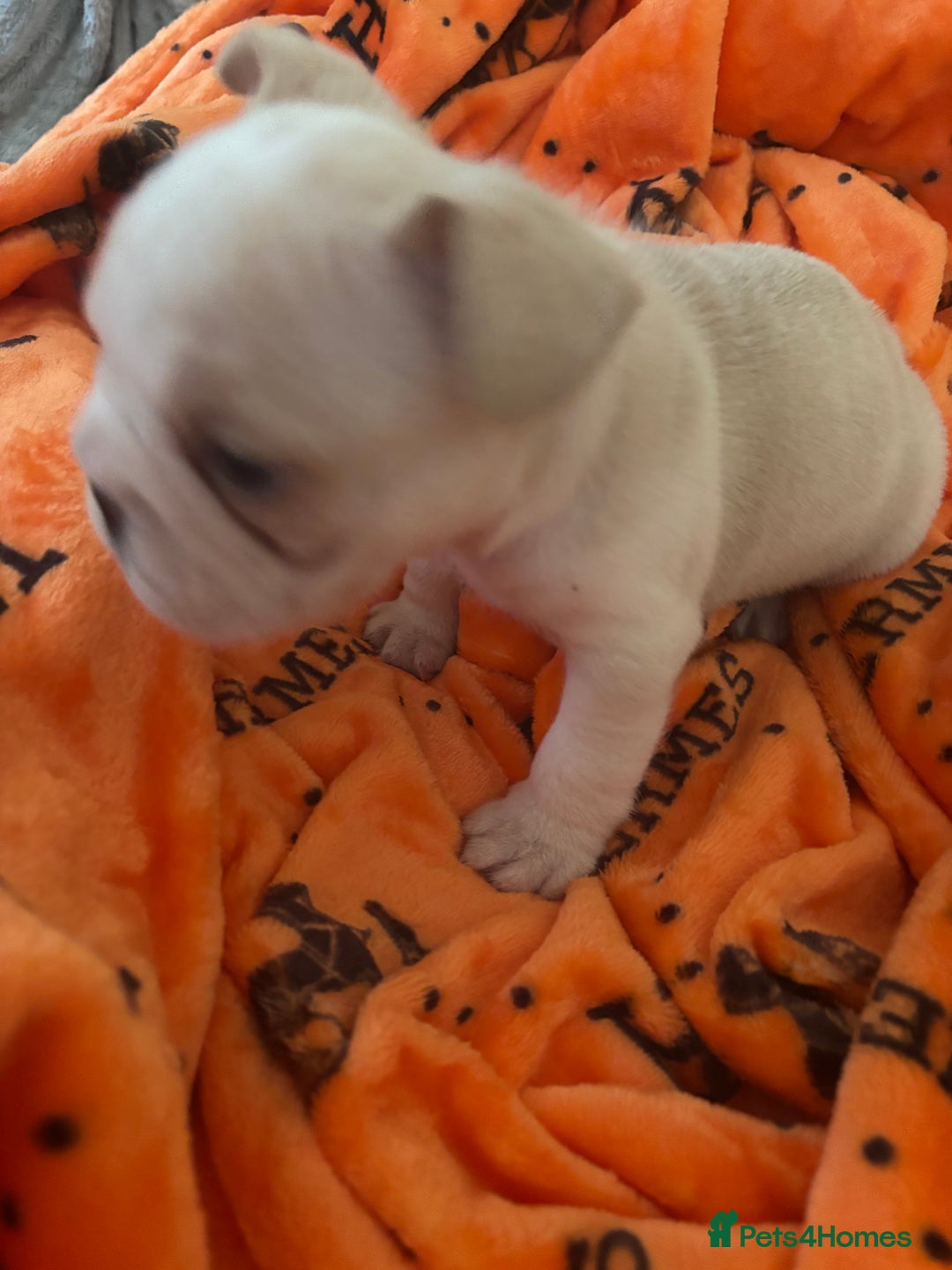 French Bulldog dogs for sale:  French bulldogs  - Advert 12