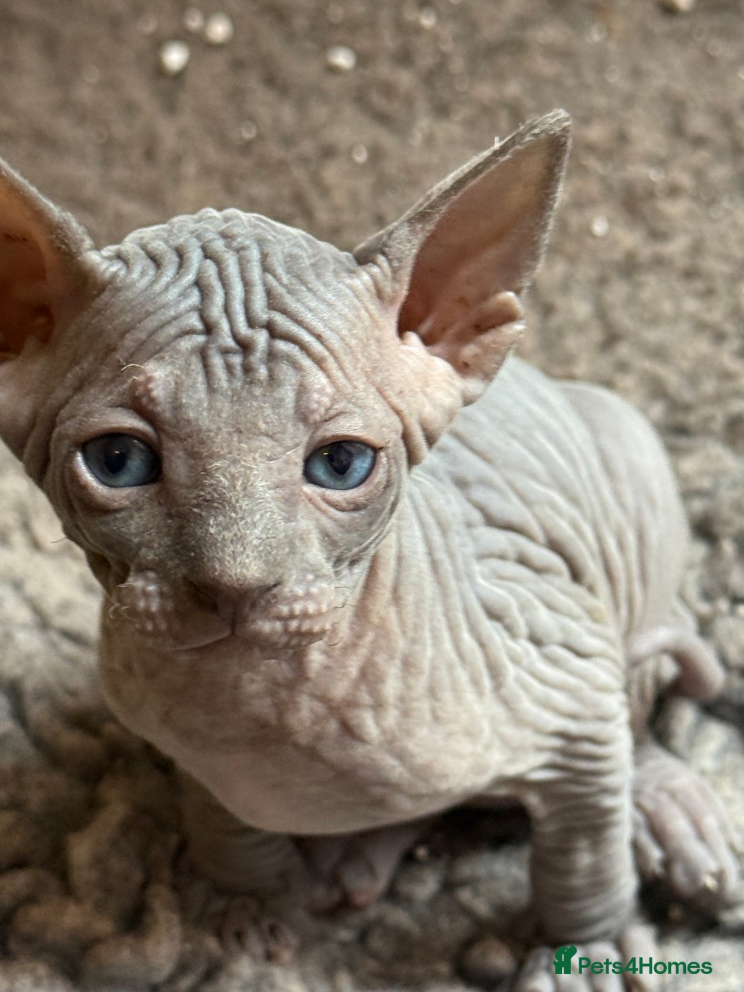 Sphynx cats for sale: ✨ Gorgeous Chunky Sphynx Kittens – Ready Soon! ✨ - Advert 12