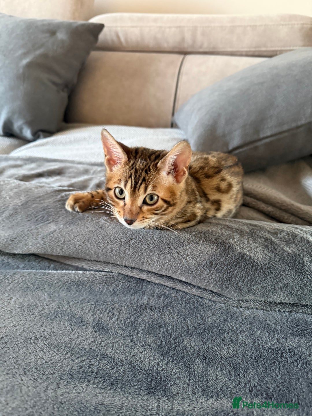 Bengal cats for sale: TICA Female Brown Golden Bengal - Advert 4