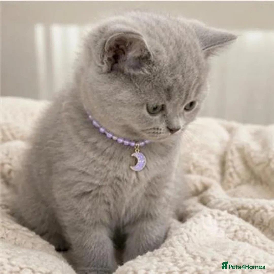 British Shorthair cats for adoption: British shorthair beautiful kittens - Advert 1