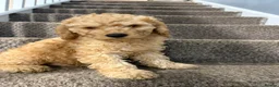 Cockapoo dogs for sale: Two beautiful puppies  - Advert 10