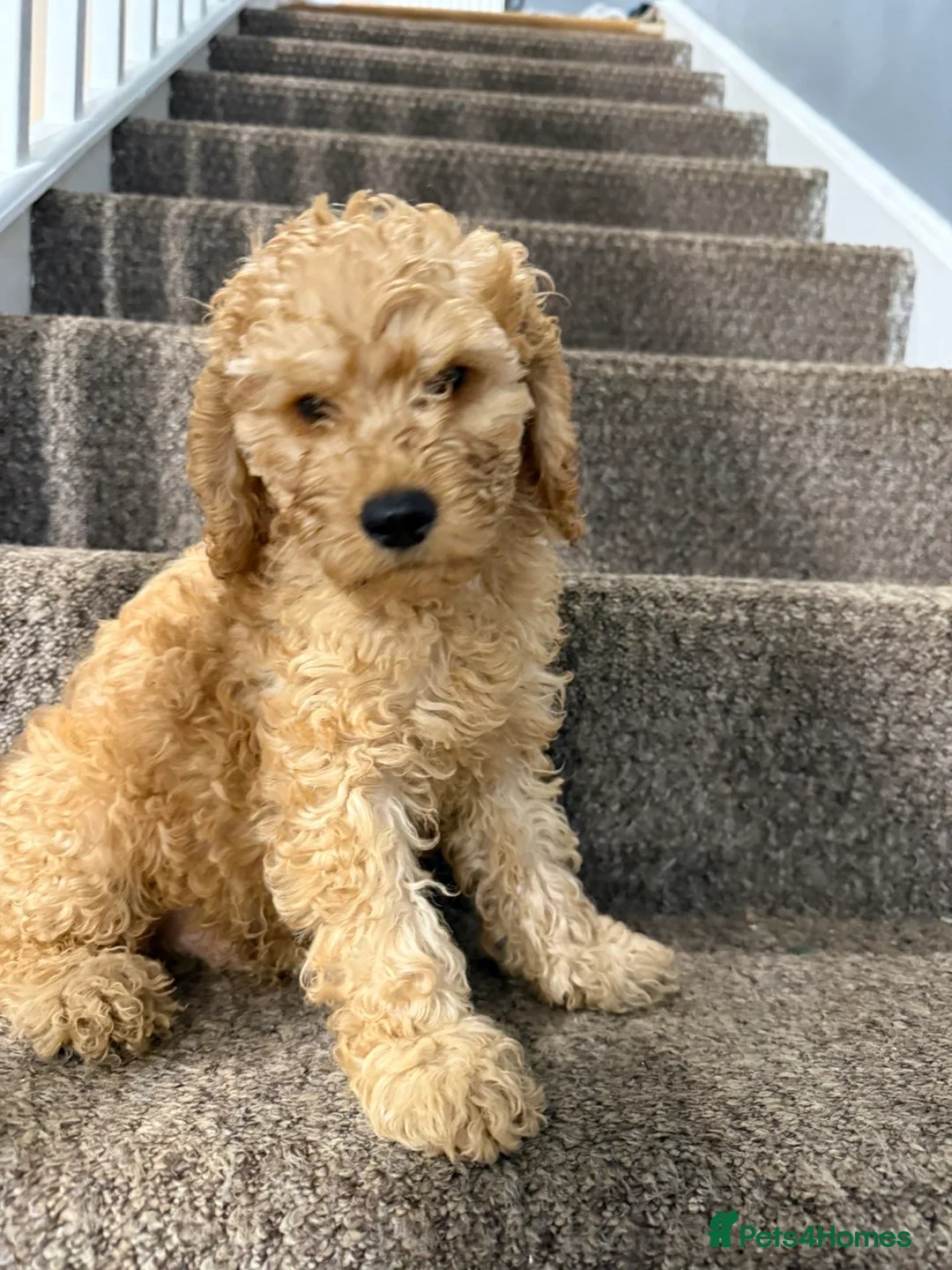 Cockapoo dogs for sale: Two beautiful puppies  - Advert 10