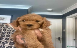 Cavapoo dogs for sale: Cavapoo puppy’s  - Image 5