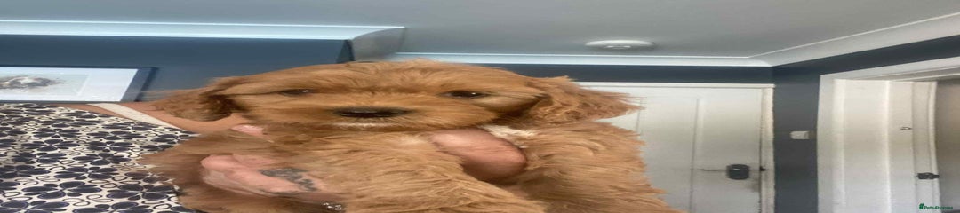 Cavapoo Puppy 5