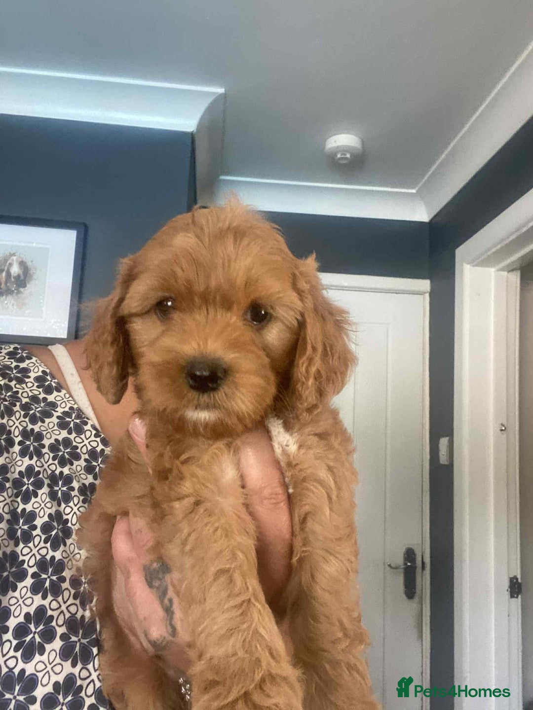 Cavapoo dogs for sale: Cavapoo puppy’s  - Image 5