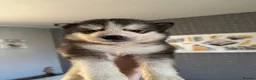 Alaskan Malamute dogs for sale: ALL PUPS HAVE BEEN SOLD!! - Advert 21
