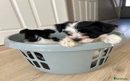 Biewer Terrier dogs for sale: ✨ Beautiful Biewer x Biro Terrier Puppies✨   - Image 8