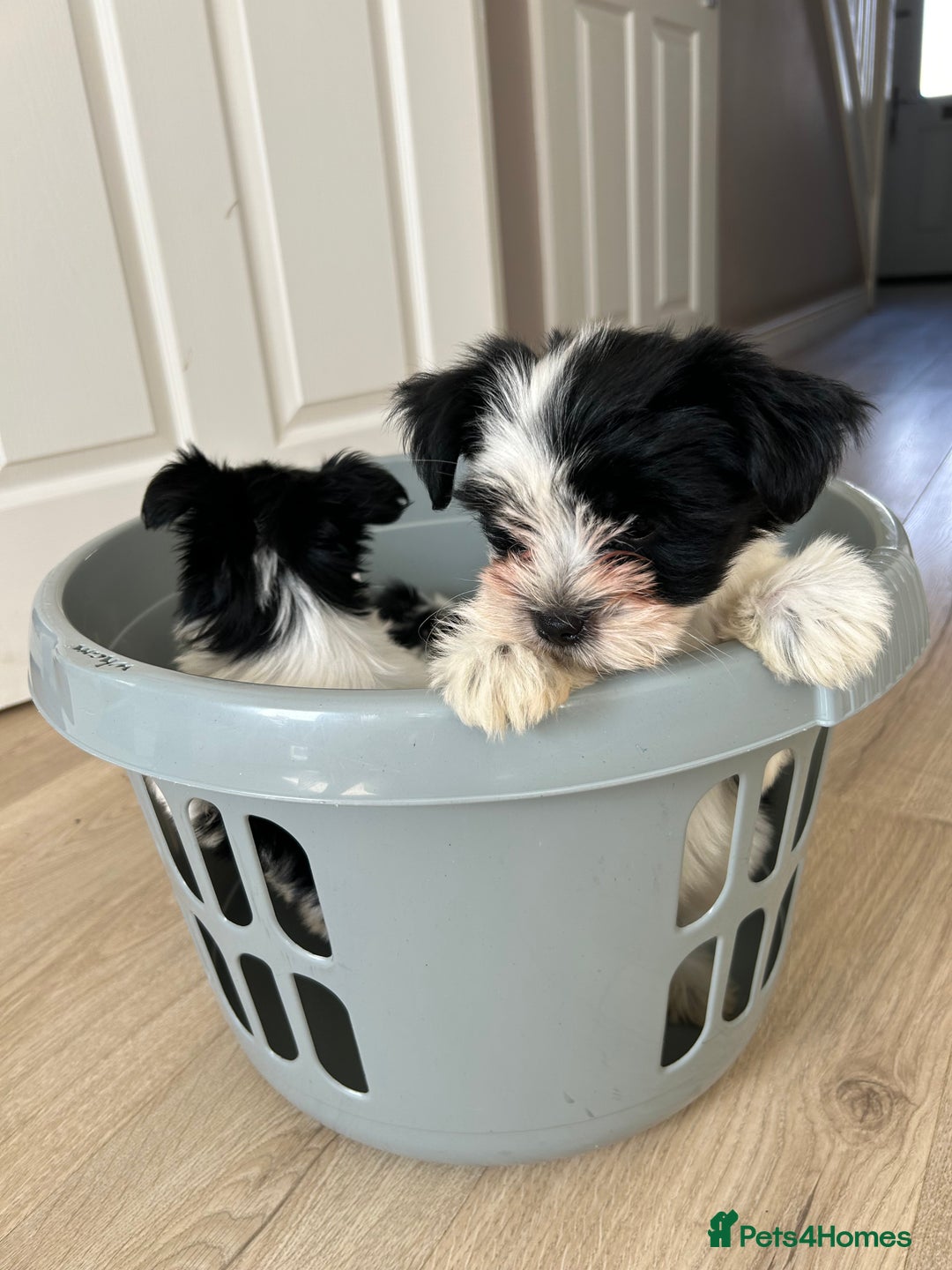 Biewer Terrier dogs for sale: ✨ Beautiful Biewer x Biro Terrier Puppies✨   - Image 8