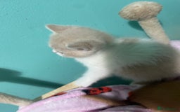 Scottish Fold cats for sale: Scottish fold - Advert 2