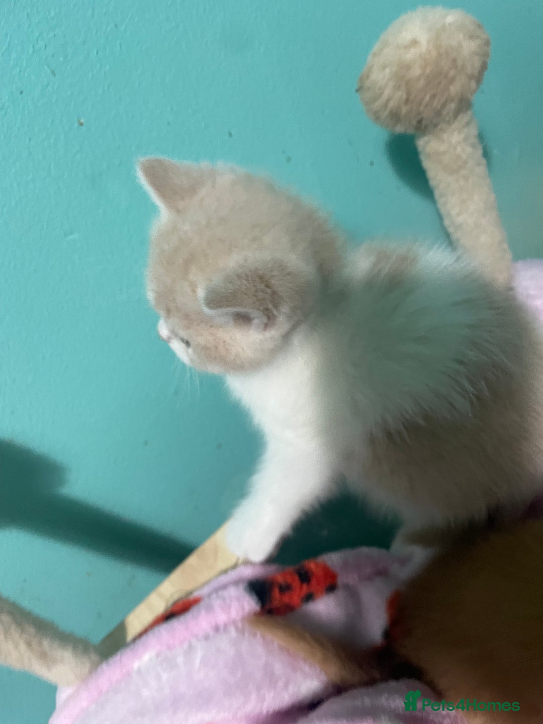 Scottish Fold cats for sale: Scottish fold - Advert 2