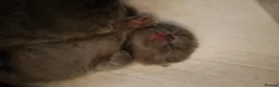 British Shorthair cats for sale: BRITISH SHORTHAIR KITTENS - Advert 9