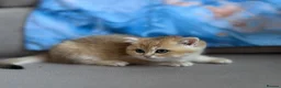 British Shorthair cats for sale: 🌟 Golden kittens. Fluffy happiness for you 🌟 - Advert 8