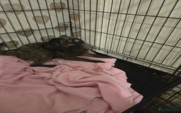 Pug dogs for sale: 2 female pugs for sale - Image 6