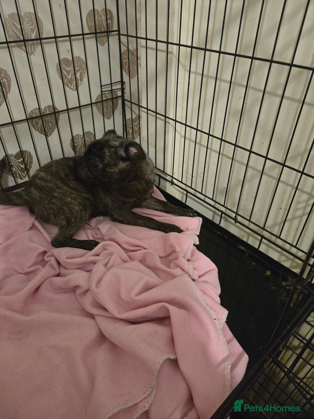 Pug dogs for sale: 2 female pugs for sale - Image 6
