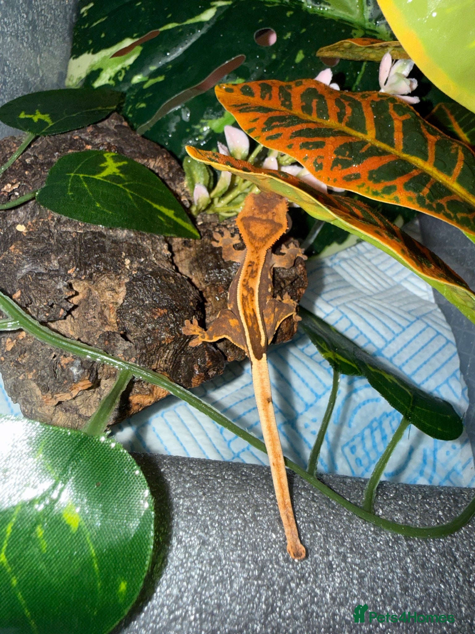 Gecko reptiles Crested gecko for sale  - Advert 16