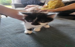 Mixed Breed cats for sale: Beautiful kittens - Image 4