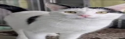 Mixed Breed cats for sale: beautiful cat   - Advert 5