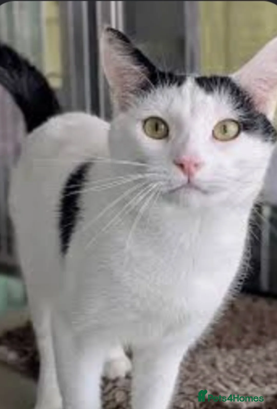 Mixed Breed cats for sale: beautiful cat   - Advert 5