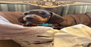 Dachshund dogs - Advert 10