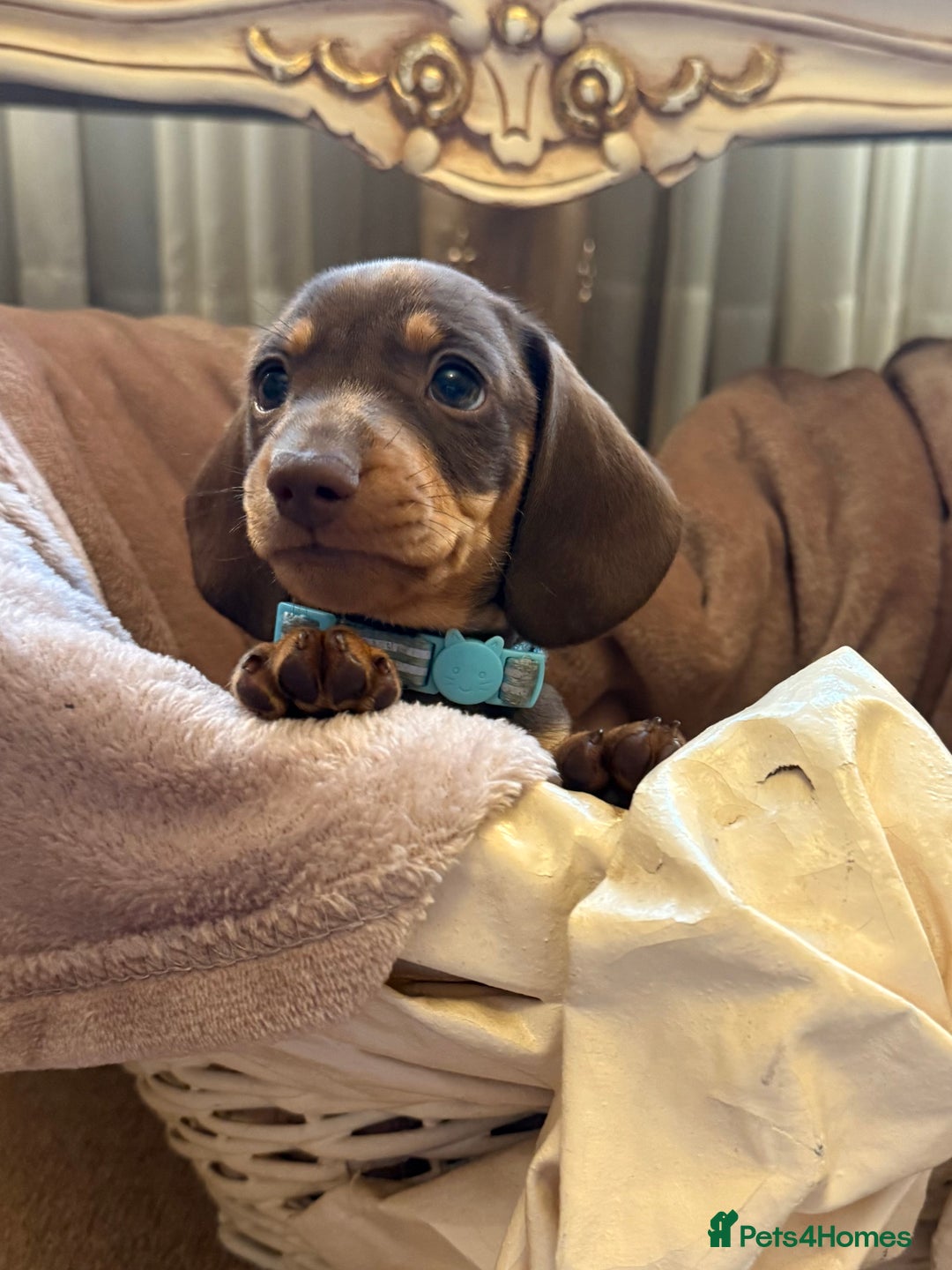 Dachshund dogs for sale: KC one little girl left STANDARD dachshund puppy  - Image 15