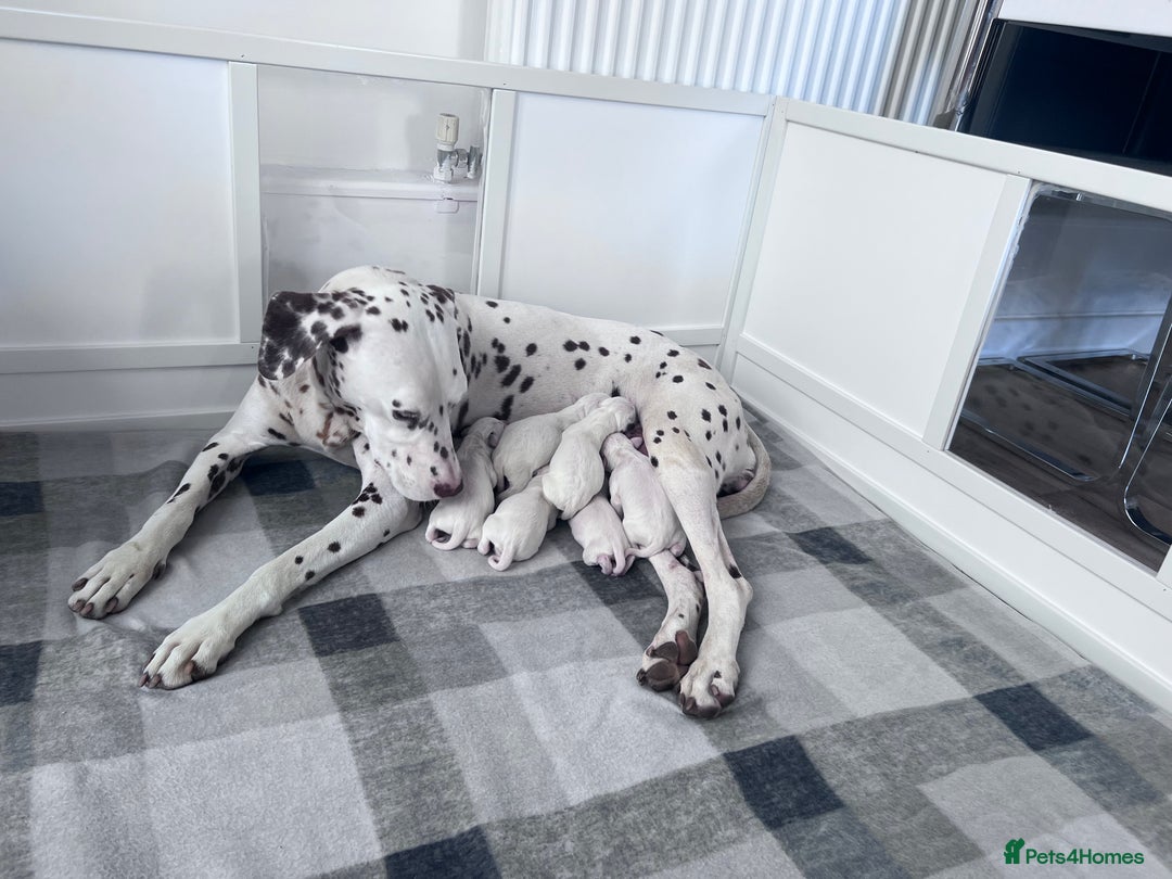 Dalmatian dogs for sale: 🐶 Stunning Dalmatian Puppies Ready 28th August 🐶 - Image 38