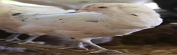 Chickens poultry for sale: Point of lay hybrid pullets (hens) - Advert 6