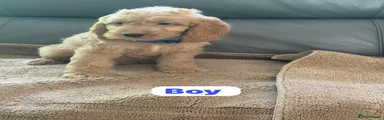 Cockapoo 3