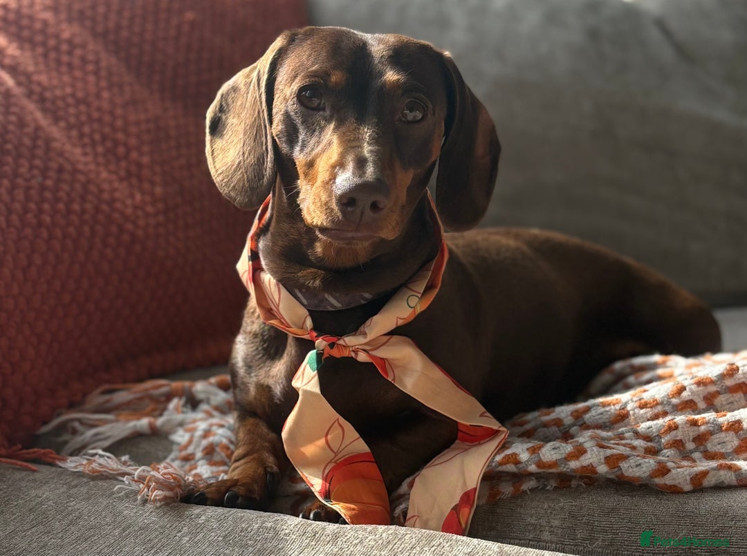 Miniature Dachshund dogs for stud: Chocolate and Tan Miniature Dachshund- Stud - Advert 2