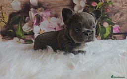French Bulldog dogs for sale: Welcome to the Fluffy Crew 🥰 - Advert 26