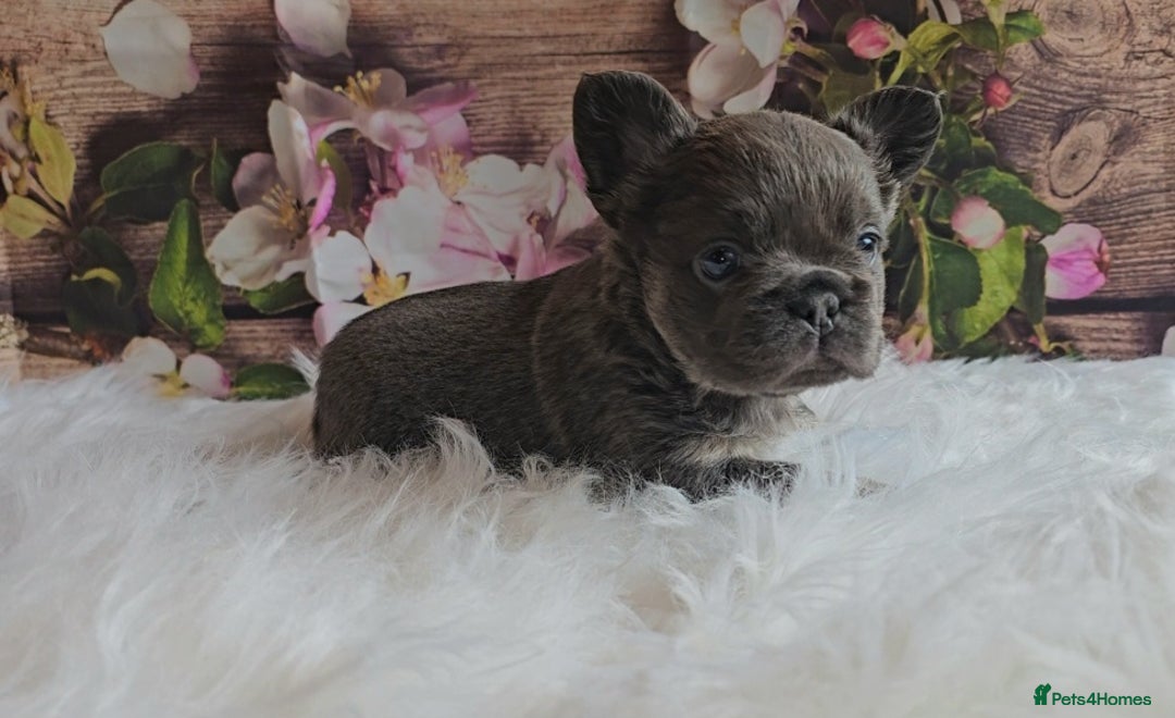 French Bulldog dogs for sale: Welcome to the Fluffy Crew 🥰 - Advert 26