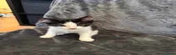 Mixed Breed cats for sale: Kittens for sale - Advert 4