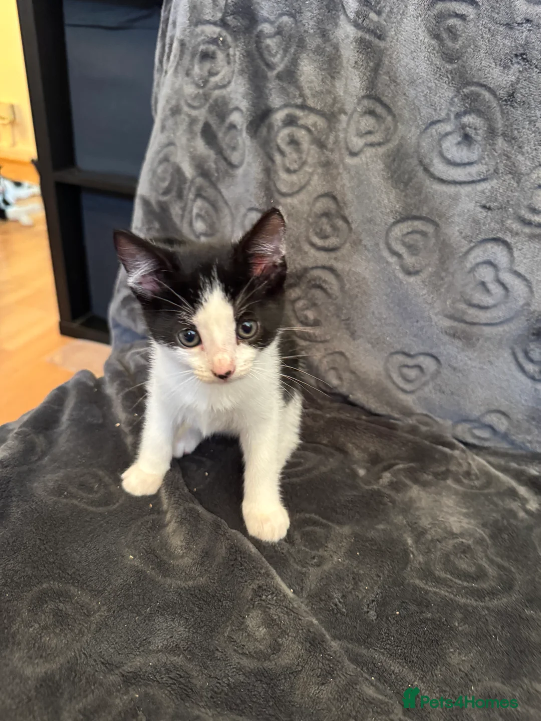 Mixed Breed cats for sale: Kittens for sale - Advert 4