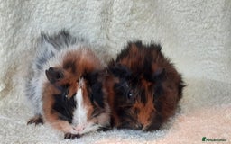 Guinea Pig rodents for sale: Pair bonded brothers  - Image 7