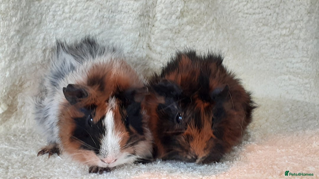 Guinea Pig rodents for sale: Pair bonded brothers  - Image 7