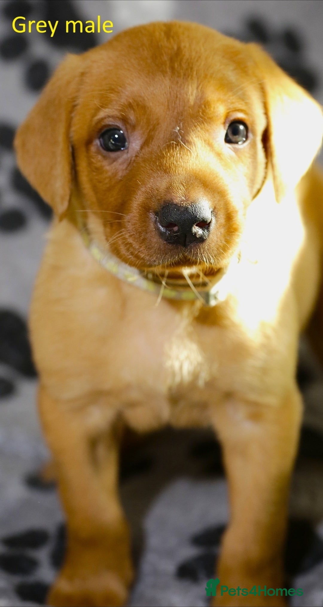 Labrador Retriever dogs for sale: Fox red labrador pups ready now - Image 1